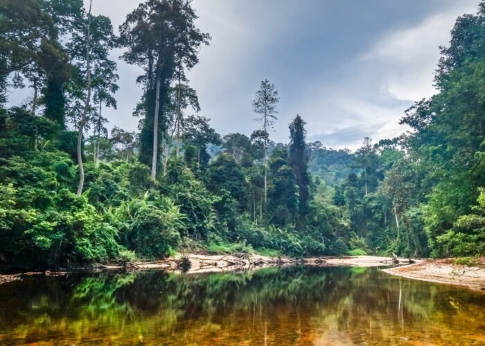 Taman Negara National Park Malaysia Tour with jungle trekking, canopy walkway, river cruise, night jungle walk, Lata Berkoh waterfalls, and wildlife exploration.