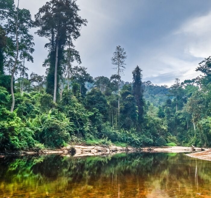Taman Negara National Park Malaysia Tour with jungle trekking, canopy walkway, river cruise, night jungle walk, Lata Berkoh waterfalls, and wildlife exploration.
